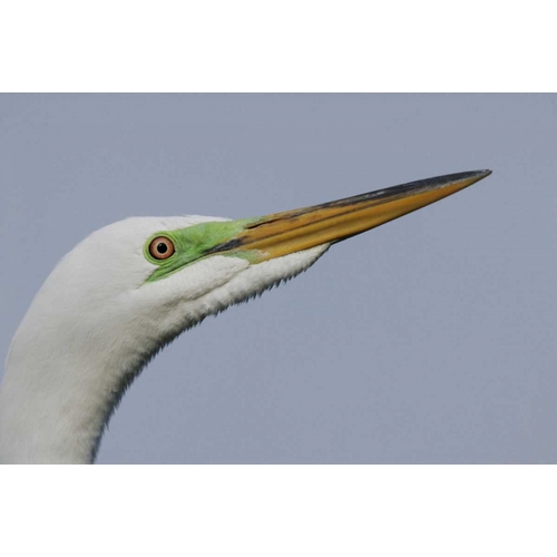 FL Great egret headshot